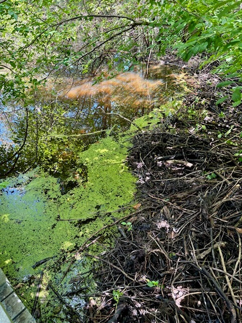 Duckweed collecting against the beaver dam at the Arboretum