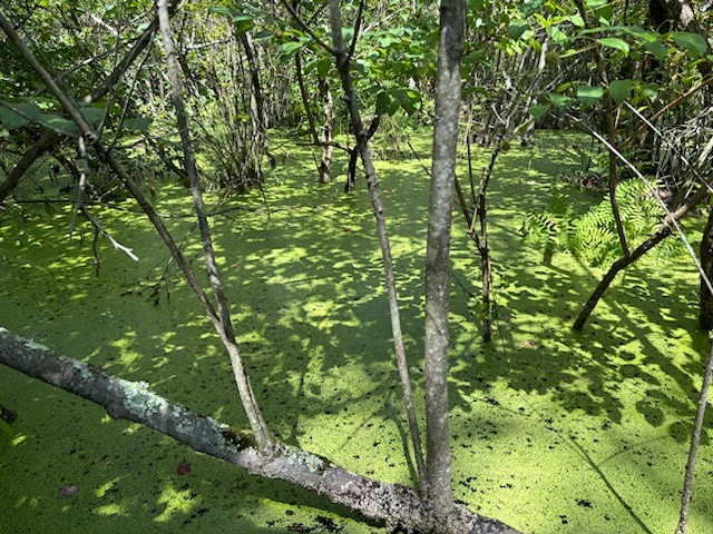 Swamp behind the Arboretum beaver dam covered in duckweed