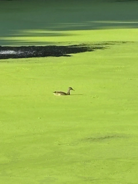 A duck swimming through dense duckweed at Duck Pond