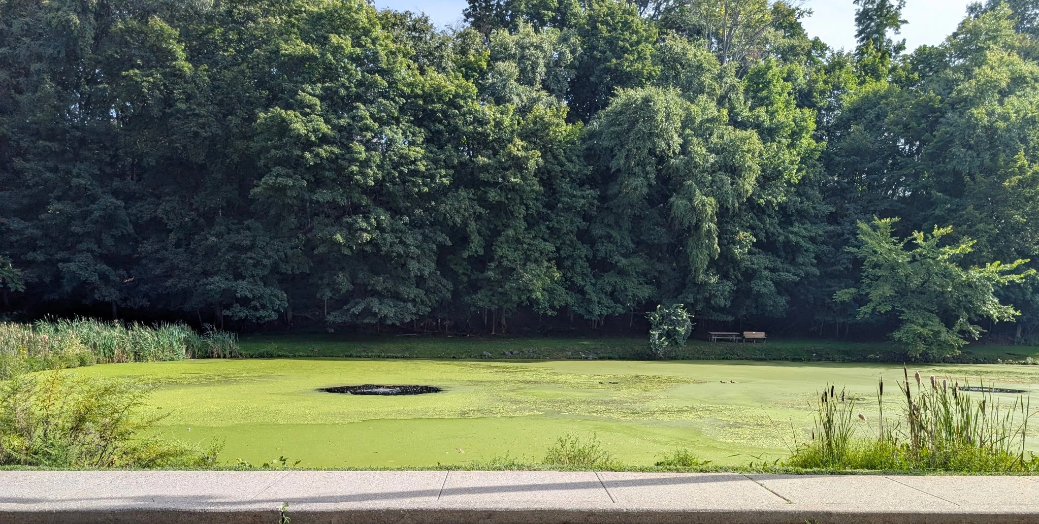 Duck Pond covered in green duckweed around an aerator bubbler