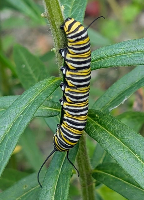 Monarch butterfly caterpillar at Kaplan's Pond
