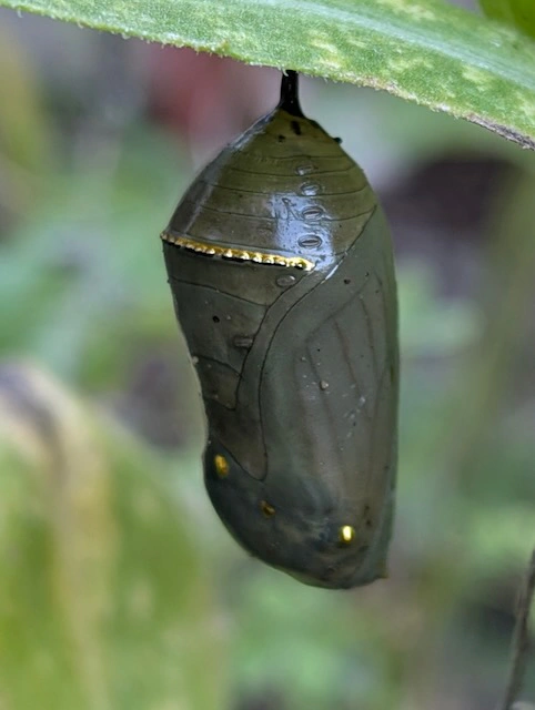 Monarch butterfly chrysalis at Kaplan's Pond