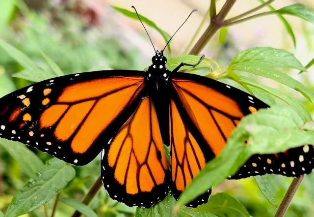 Monarch butterfly at Kaplan's Pond